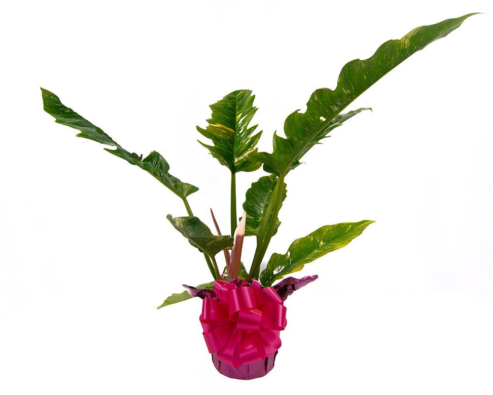 Philodendron Ring of ...